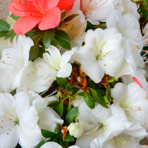 花好き　40cm 857.jpg