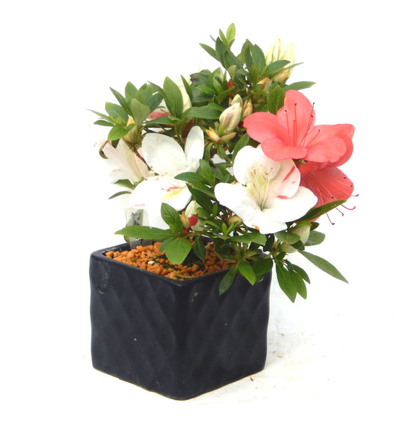 小品盆栽花台。7品。 楽天市場】ミニ盆栽 台（花・ガーデン・DIY）の通販