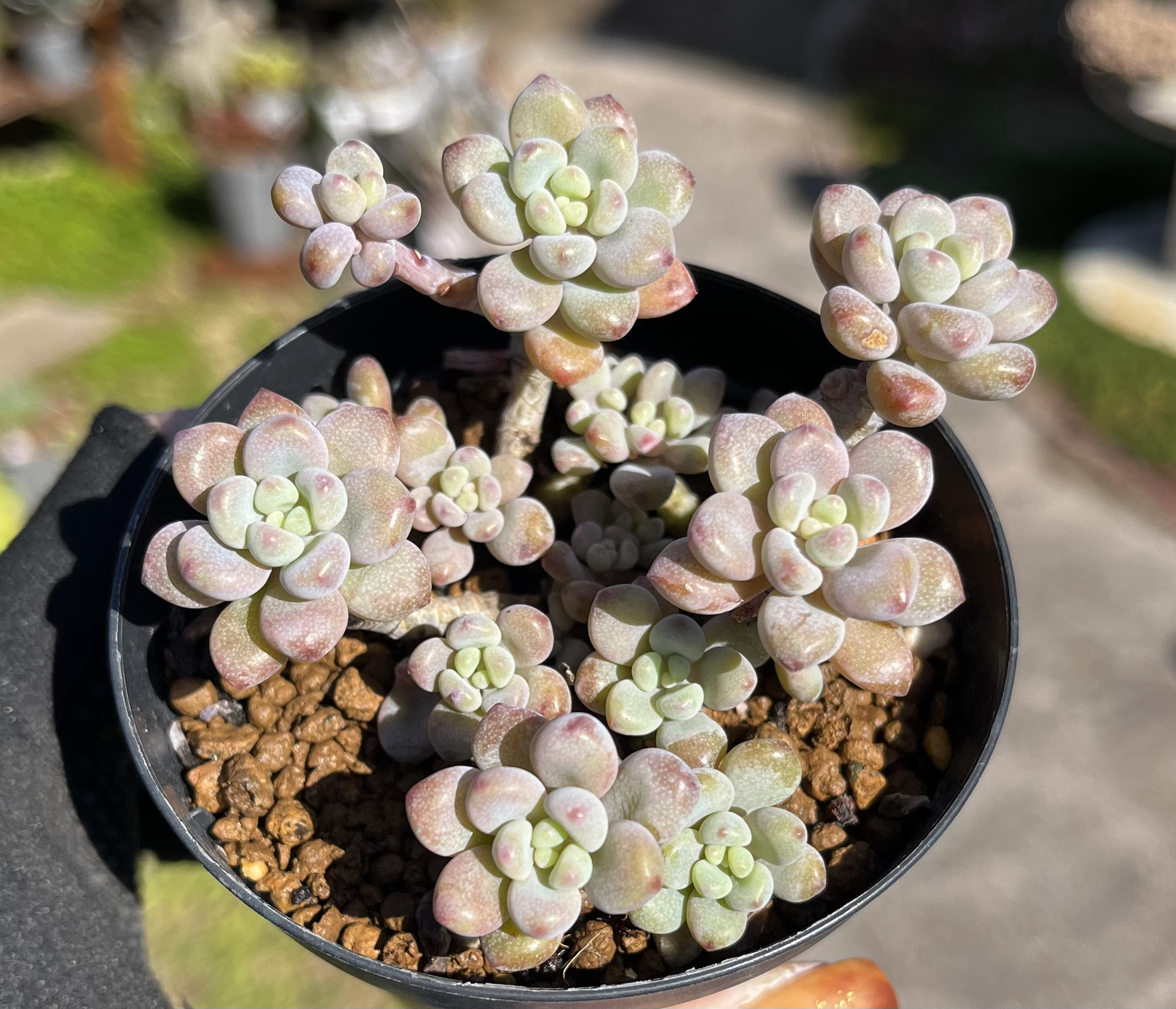 E.megacalix メガカリックス　メキシコ輸入苗 2苗のみ　②