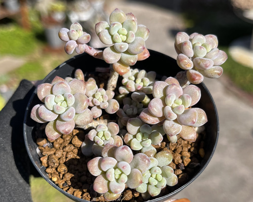 17381155e54e2113b47bbe3edd3a3a