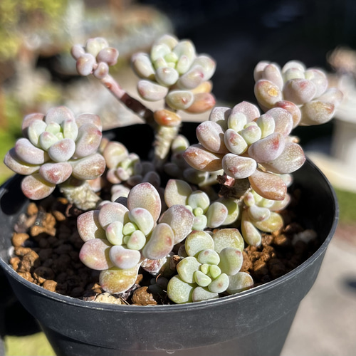 SOLD ミクロカリックス② 厳選韓国苗 ネームタグ付き 多肉植物 〜Green