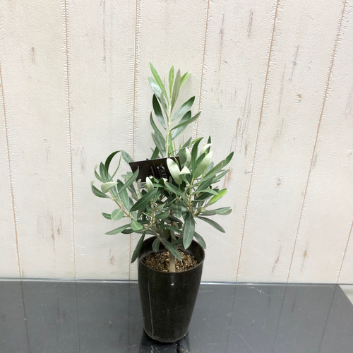 オリーブの木 シプレッーシーノ souju 3号 7 その他インテリア雑貨