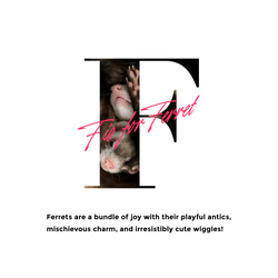 FはフェレットのF 2枚目の画像