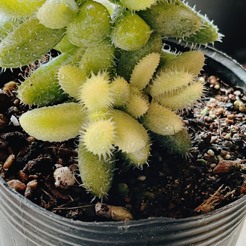 レアな多肉デロスペルマ 雷童錦 多肉植物 Obesa 通販 16831771