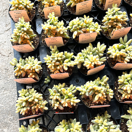 レアな多肉デロスペルマ 雷童錦 多肉植物 Obesa 通販 16831771