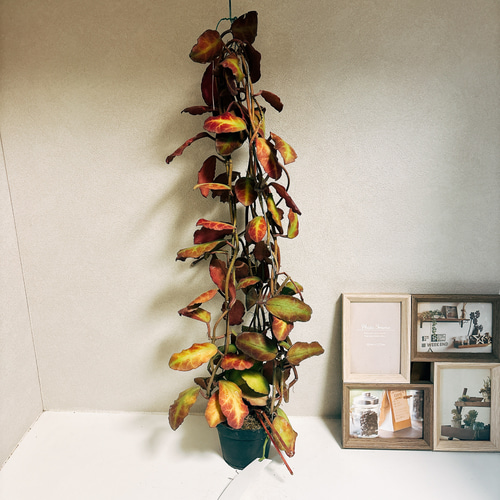 観葉植物/ホヤ：ワイマニアエ 4号吊り鉢 Hoya Germany ホヤ ジャーマニ