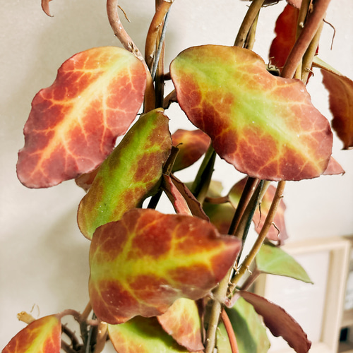 現品］【希少】ホヤ ワイマニアエ 観葉植物 レア 蔓性 かわいい 珍しい