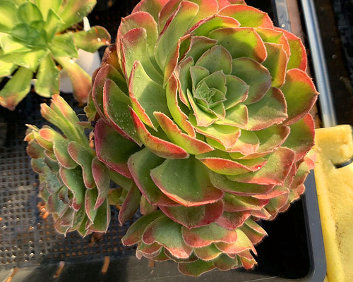 送料無料の通販 47#多肉植物アエオニウム錦❤️ハロウィンの新種 送料無料の通販 47#多肉植物アエオニウム錦❤️ハロウィンの新種