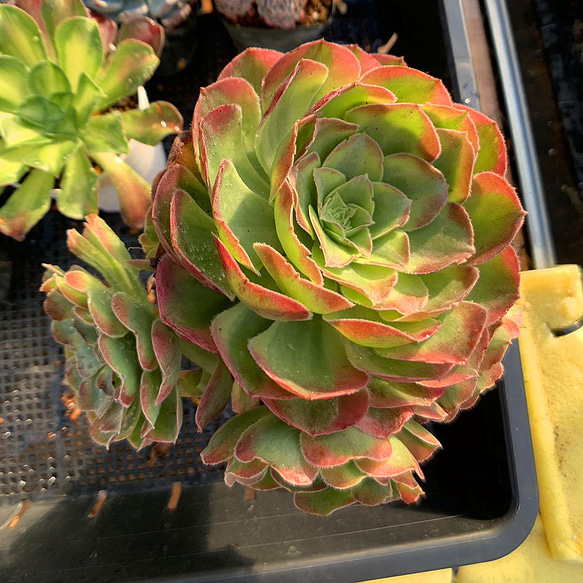 多肉植物　淡雪錦綴化 抜き苗 1160現物 多肉植物 福娘錦 抜き苗 | るる農園~多肉植物専門