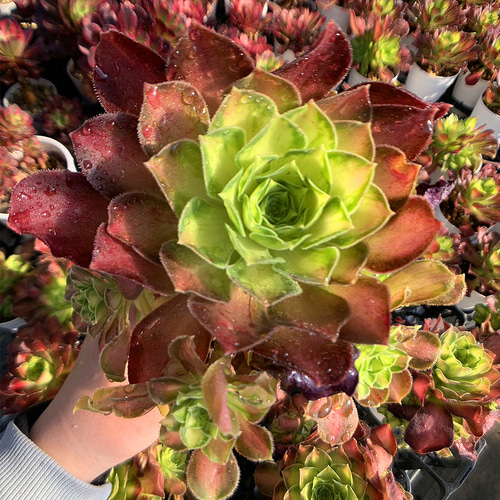 多肉植物 アエオニウム エウジョラ ❤️抜き苗 - メルカリ