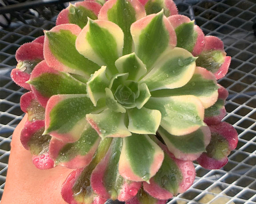 701.多肉植物 寄せ植え アエオニウム属 雨花石（単） 抜き苗 アート