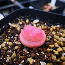 多肉植物　コノフィツム　ラツム　1.1cm 以上　抜き苗　1株 2枚目の画像