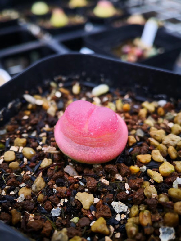 多肉植物　コノフィツム　ラツム　1.1cm 以上　抜き苗　1株 2枚目の画像