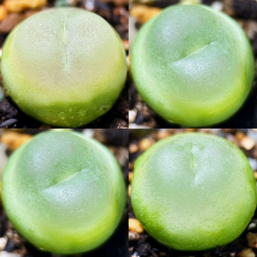 多肉植物 コノフィツム ラツム 1.1cm 以上 抜き苗 1株 多肉植物 愛多肉