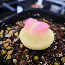 多肉植物 コノフィツム コンカブム 抜き苗 1.5cm 1株 多肉植物 多肉植物 コノフィツム コンカブム 抜き苗 1.5cm 1株 多肉植物