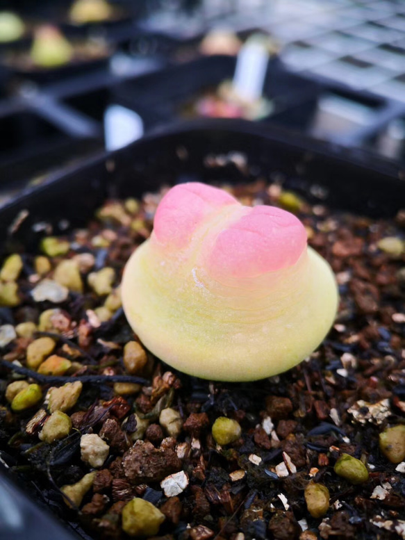 多肉植物　コノフィツム　ラツム　1.1cm 以上　抜き苗　1株 1枚目の画像