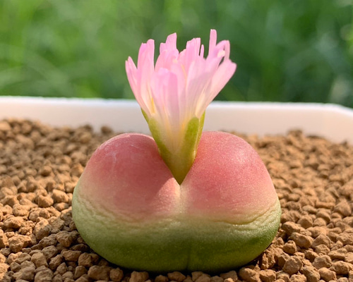 コノフィツム　１年苗　実生　写真の苗から１種につき２株ずつのぞいた全量 多肉植物 コノフィツム ラツム 1.1cm 以上 抜き苗 1株 多肉植物 愛多肉