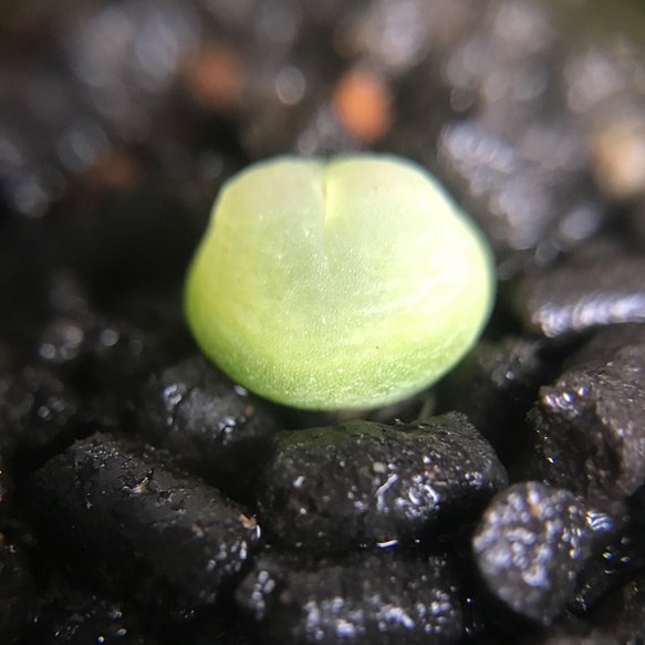 多肉植物　コノフィツム　ラツム　1cm 以上　抜き苗　1株 3枚目の画像