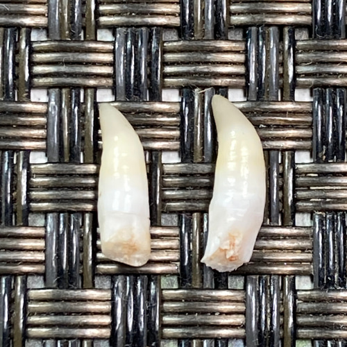 金継ぎ道具・鯛牙棒（中）【仕上の必需品】 - SUMI-IRO-LAB'S