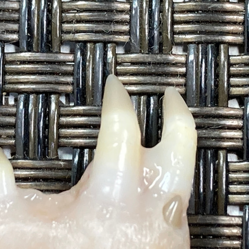 金継ぎ道具・鯛牙棒（大）【仕上の必需品】 その他素材 Sumi-iro 通販