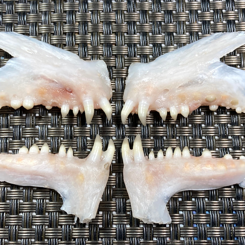 金継ぎ道具・鯛牙棒（大）【仕上の必需品】 その他素材 Sumi-iro 通販