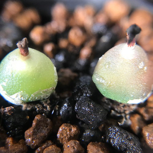 超レア 多肉植物 コノフィツム hammeri ハメリー 1株 抜き苗