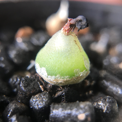 超レア 多肉植物 コノフィツム hammeri ハメリー 1株 抜き苗