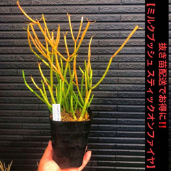 ⑩株まとめ買いSET❗️コルジリネ レッドスター 鉢 用土込大きなTYPE