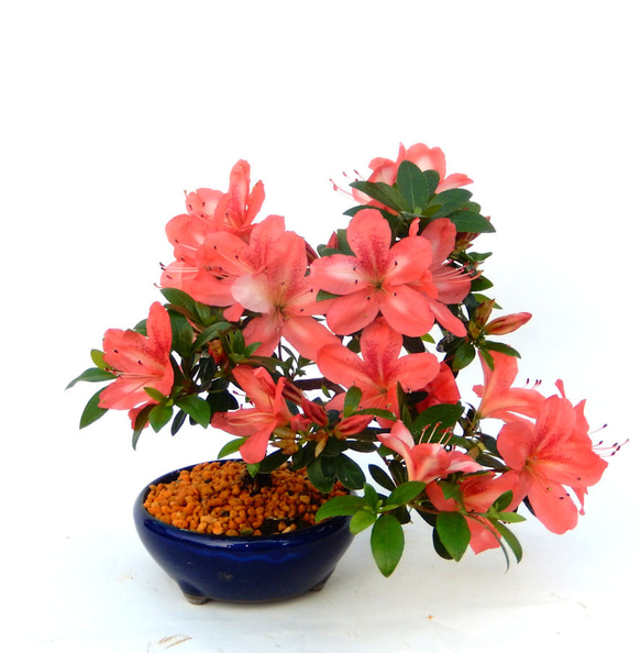 サツキ盆栽☆☆☆☆ 楽天市場】さつき盆栽 販売（花・ガーデン・DIY）の通販