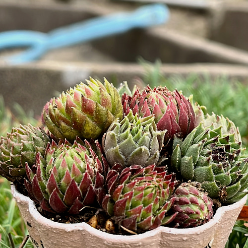 センペルビウム寄せ植えリメ鉢セット 多肉植物 Obesa 通販 16833368