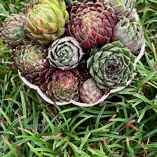 センペルビウム寄せ植えリメ鉢セット 多肉植物 Obesa 通販 16833368