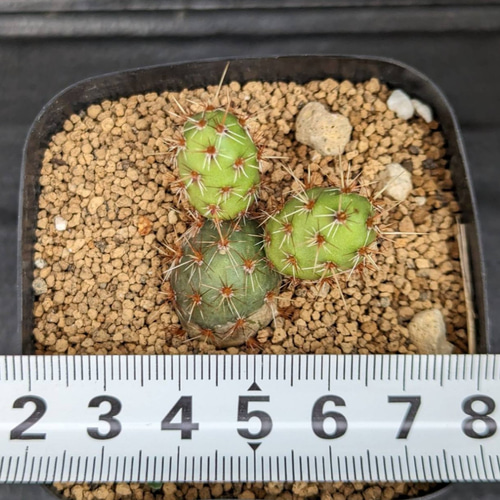 サボテン 一寸法師 in わけけのお店(ヨメ) 多肉植物 ゆらり 〚わけけの