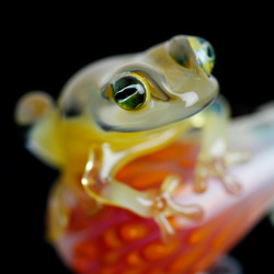 Frog（カエル）ファナネックレス505 1枚目の画像