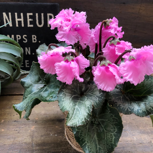 ピンク♡スワン♡白鳥のシクラメン♡希少♡ アートフラワー パリ