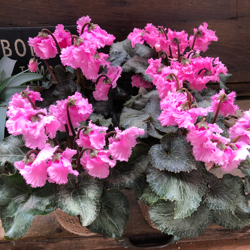 ピンク♡スワン♡白鳥のシクラメン♡希少♡ アートフラワー パリ