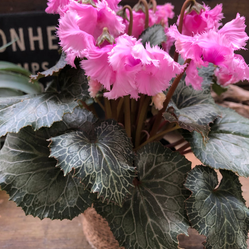 ピンク♡スワン♡白鳥のシクラメン♡希少♡ アートフラワー パリ