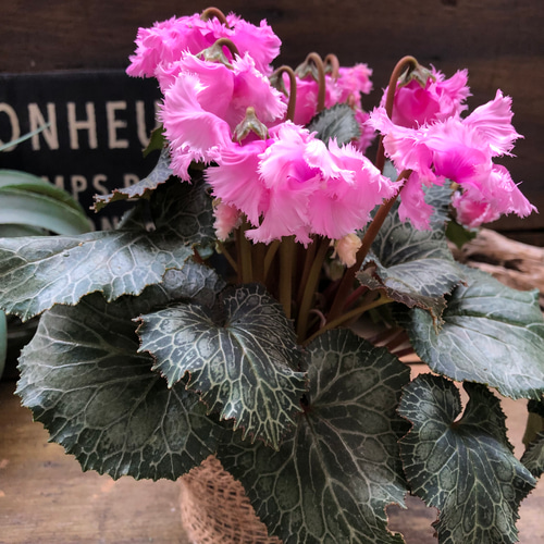 ピンク♡スワン♡白鳥のシクラメン♡希少♡ アートフラワー パリ