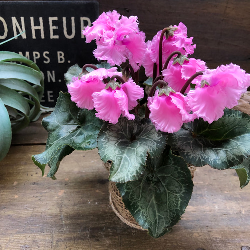 ピンク♡スワン♡白鳥のシクラメン♡希少♡ アートフラワー パリ