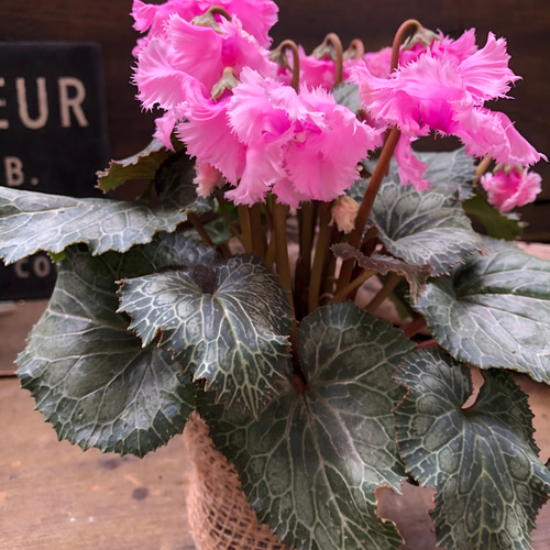 ピンク♡スワン♡白鳥のシクラメン♡希少♡ アートフラワー パリ