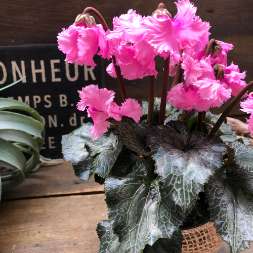 ピンク♡スワン♡白鳥のシクラメン♡希少♡ アートフラワー パリ