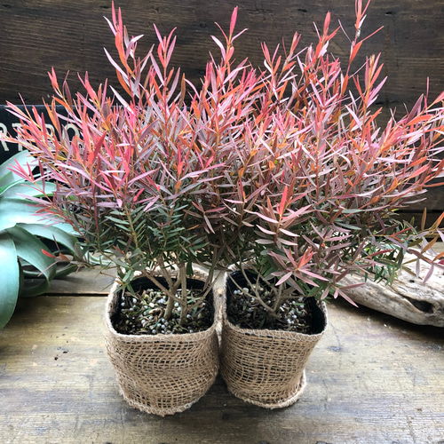 レッドジェム2個セット♡ティーツリー♡ガーデニング アートフラワー