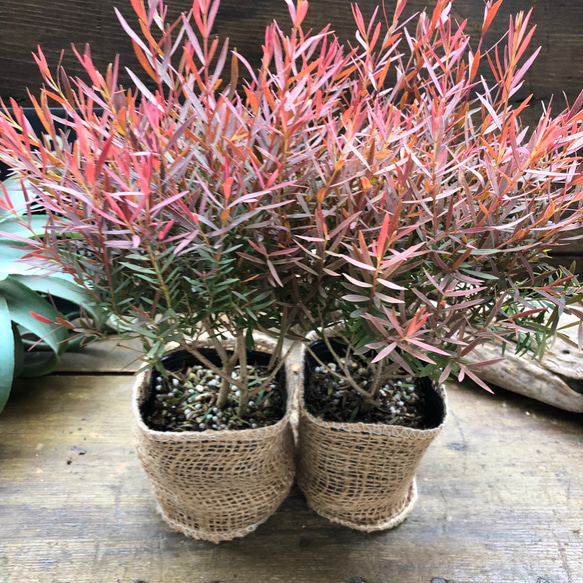 レッドジェム2個セット♡ティーツリー♡ガーデニング アートフラワー