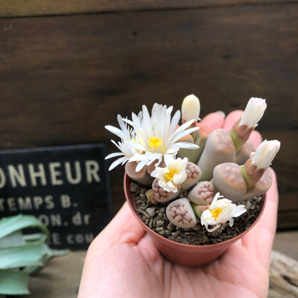 リトープス♡可愛いもりもり♡多肉植物♡ 10枚目の画像