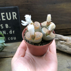 リトープス♡可愛いもりもり♡多肉植物♡ 4枚目の画像