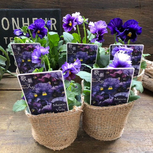 歌劇⭐︎スター2個♡モーヴでアンティーク♡ビオラ アートフラワー