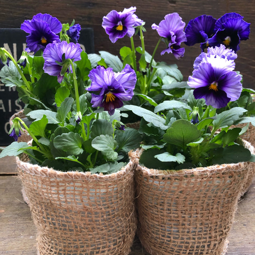 歌劇⭐︎スター2個♡モーヴでアンティーク♡ビオラ アートフラワー