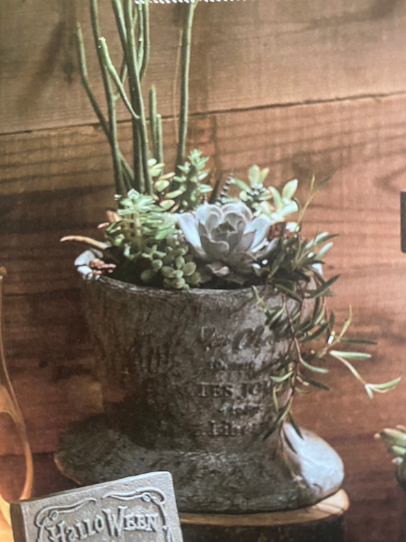 新作《可愛い帽子型 丸 瀬戸物鉢 》リベルテハット 観葉植物 多肉植物 お花の寄せ植えに ガーデニング ビオラ  439 2枚目の画像