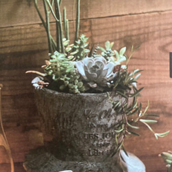新作《可愛い帽子型 丸 瀬戸物鉢 》リベルテハット 観葉植物 多肉植物 お花の寄せ植えに ガーデニング ビオラ  440 2枚目の画像