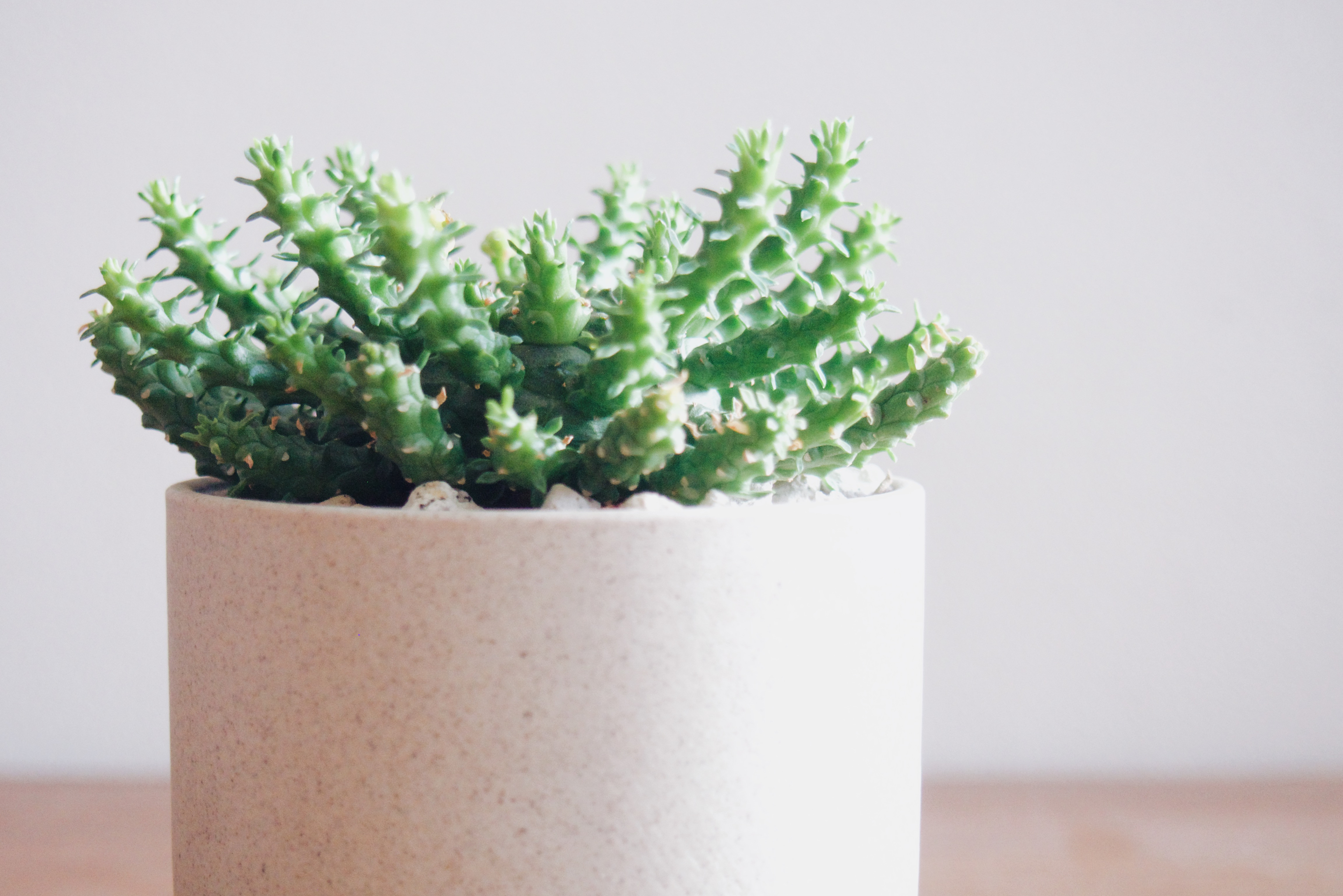 もうそのスタイルで分かりますよねアレです「ユーフォルビア ゴルゴニス」　デスクトップにちょうどいい多肉植物