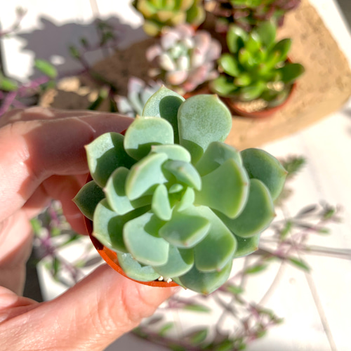 ෆ˚*感謝セールෆ˚* ドライアイス 1苗 抜き苗 寄せ植え 多肉植物 ෆ˚*感謝セールෆ˚* ドライアイス 1苗 抜き苗 寄せ植え